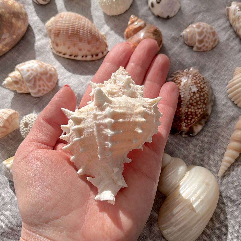 Beautiful Sea Shell Collection - Picture 3 of 3
